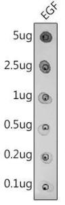 Dot blot analysis of purified mature EGF using Anti-EGF Antibody (A11553) at a 1:500 dilution