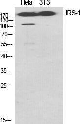 Antibody anti-IRS-1 A97024-100 100 µg