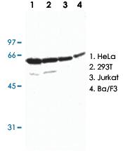 Anti-HDAC2 Rabbit Polyclonal Antibody