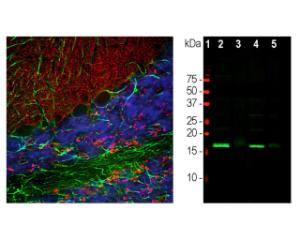 Left: Rat cerebellum section stained with chicken anti-?-synuclein antibody (red) by IHC. Section was co-stained with rabbit anti-GFAP (green, R-1374-50)) and DAPI nuclear dye (blue). Right: WB analysis of tissue lysates. 2: rat brain; 3: rat spinal cord; 4: mouse brain; 5: mouse spinal cord.