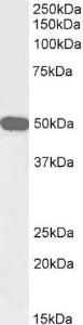 Anti-NPY5R Antibody (A84094/Biotin) (0.3 µg/ml) staining of Human Cerebellum lysate (35 µg protein in RIPA buffer), exactly mirroring its parental non-biotinylated product