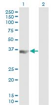 Anti-PCBP3 Mouse Polyclonal Antibody