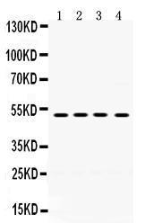 Anti-HAVCR1 Rabbit Polyclonal Antibody