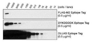 Anti-SNX27 Rabbit Polyclonal Antibody (DyLight® 650)