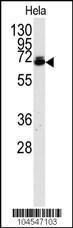 Anti-UBQLN2 Rabbit Polyclonal Antibody (APC (Allophycocyanin))