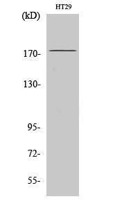 Antibody anti-IRS-1 A97024-100 100 µg