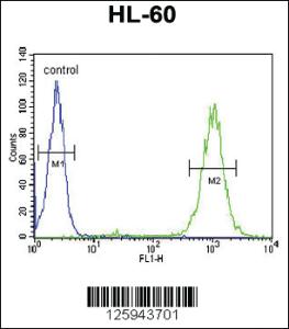 Anti-BLM Rabbit Polyclonal Antibody