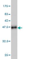 Anti-SIRT1 Mouse Monoclonal Antibody [clone: 7B7]