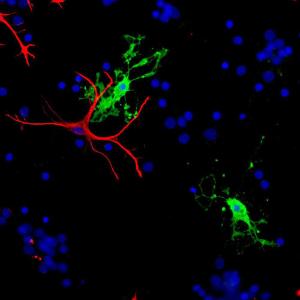 Antibody A85412-100 100 µl