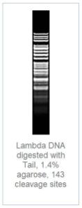 FERMER1142 - ENZYME TAII 2000 UNITS