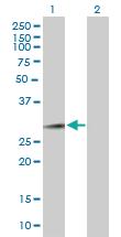 Anti-FAM3B Mouse Polyclonal Antibody