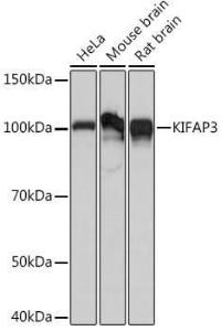 Anti-KIFAP3 Rabbit Monoclonal Antibody [clone: ARC1211]