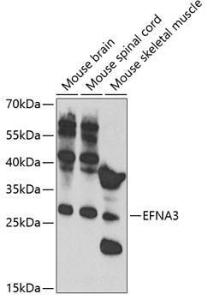 Anti-Ephrin A3 Rabbit Polyclonal Antibody