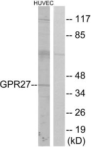 Anti-GPCR GPR27 Rabbit Polyclonal Antibody