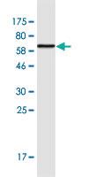 Anti-CNN3 Mouse Monoclonal Antibody [clone: 2C7]