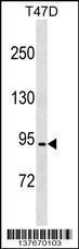 Anti-CCDC66 Rabbit Polyclonal Antibody (Biotin)