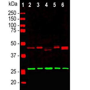 Antibody A85412-100 100 µl