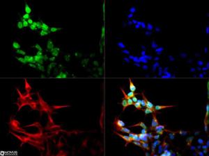 Anti-OGG1 Rabbit Polyclonal Antibody