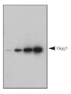 Anti-OGG1 Rabbit Polyclonal Antibody