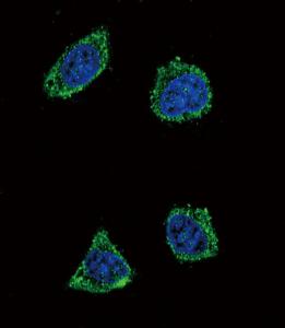 Anti-Growth Hormone Releasing Factor Rabbit Polyclonal Antibody