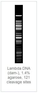 FERMFD0674 - ENZYME FD TAQI 400µL (400RXN)