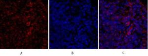 Antibody anti-IRS-1 A97024-100 100 µg