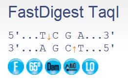 FERMFD0674 - ENZYME FD TAQI 400µL (400RXN)