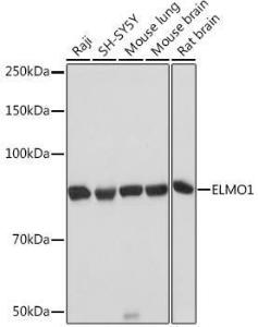 Anti-ELMO1 antibody