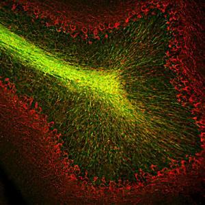 Immunofluorescent analysis of rat cerebellum section stained with Anti-CNPase Antibody (1:500/green) and Anti-NF-M Antibody (A85324/1:1,000/red)