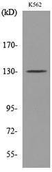 Western blot analysis of lysate from K562 cells using Anti-ICAM3 Antibody