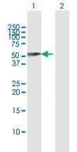 Anti-SAV1 Rabbit Polyclonal Antibody