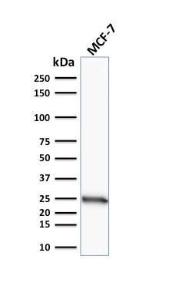 Western blot analysis of human MCF-7 cell lysate using Anti-Bcl-2 Antibody [SPM117]