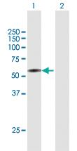 Anti-COL25A1 Mouse Polyclonal Antibody