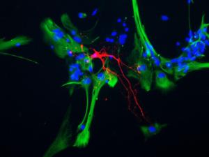 Mixed neuron-glial cell cultures stained with Anti-CNPase Antibody (red) and Anti-GFAP Antibody (A85419/green) The Anti-CNPase Antibody stains strongly in oligodendrocytes, whereas Anti-GFAP Antibody labels only the intermediate filaments in astrocytes Blue is DNA staining