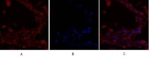 Antibody anti-IRS-1 A97024-100 100 µg