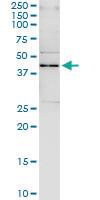 Anti-SAV1 Rabbit Polyclonal Antibody