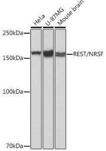 Western blot analysis of extracts of various cell lines, using Anti-REST / NRSF Antibody [ARC0755] (A306393) at 1:1000 dilution