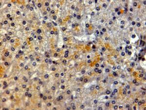 Anti-LRP5 Antibody (A84095) (2 µg/ml) staining of paraffin embedded Human Liver. Steamed antigen retrieval with citrate buffer pH 6, HRP-staining