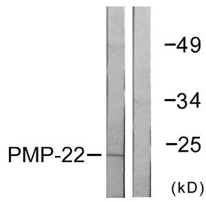 Anti-PMP22 Rabbit Polyclonal Antibody