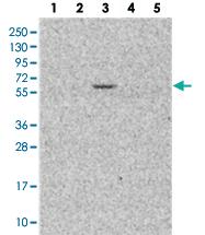 Anti-KLHL35 Rabbit Polyclonal Antibody