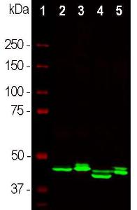 Western blot analysis of different tissue lysates using Anti-CNPase Antibody (1:2,000/green): [1] protein standard (red), [2] rat brain, [3] rat spinal cord, [4] mouse brain, [5] mouse spinal cord Double bands at 46, 48 kDa mark correspond to isotypes of the CNP protein