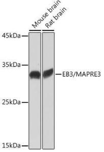 Anti-EB3 antibody