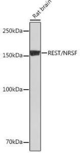 Western blot analysis of extracts of Rat brain, using Anti-REST / NRSF Antibody [ARC0755] (A306393) at 1:1000 dilution