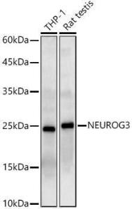 Western blot analysis of various lysates, using Anti-Neurogenin3 / NGN-3 Antibody (A11561) at 1:1000 dilution