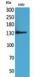 Western blot analysis of K562 cells using Anti-ICAM3 Antibody