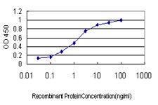 Anti-Calcyclin Mouse Monoclonal Antibody [clone: 6B5]