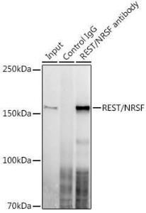 Immunoprecipitation analysis of 300 µg extracts of U-87MG cells using 3 µg of Anti-REST / NRSF Antibody [ARC0755] (A306393). This Western blot was performed on the immunoprecipitate using Anti-REST / NRSF Antibody [ARC0755] (A306393) at a dilution of 1:1000