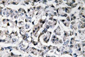 Immunohistochemical analysis of paraffin-embedded human pancreas tissue using Anti-IL-11 Antibody