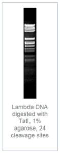 FERMFD1294 - ENZYME FD TATI 20µL (20RXN)