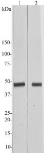 Blots of rat brain tissue homogenates probed with Anti-CNPase Antibody at 1:5,000 (Lane 1) and 1:20,000 (Lane 2) The antibody binds strongly and cleanly to a band at ~48kDa